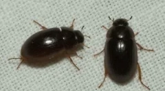 Malo črnih hroščev v apartmaju